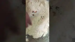 Rava laddu Special Sweet#viralvideo#viral#trending#youtube#trendingshorts#viralvideo#viral#trending