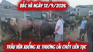 September 12th at Bac Ha Cattle Market: New and returning traders continue to buy livestock in ma...