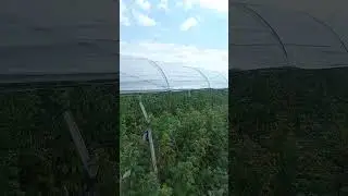Верблюд для малины. часть 1