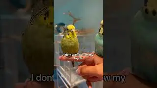 Buttercup loves throwing things off and watching me pick them up #birds #parrot #funny #animal #fyp