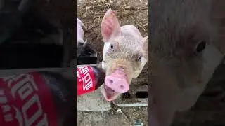 Pepsi и хрюндель