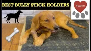 The Best Dog Treat Holder Reviews