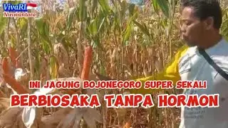 Jagung Berbiosaka Tanpa Tambahan Hormon Auxin, sitokinin, Giberelin##hanikchannel