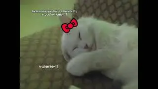 how to make your cat look like hello kitty • ORIGINAL