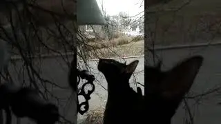 Кошка наблюдает за птицами
