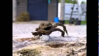 Бесплатная музыка для ютуба