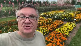 Золотые цветы - бархатцы!
