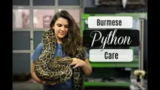Burmese Python Care and Maintenance