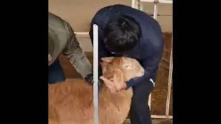 Арашан козу кочкор сатылат