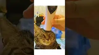 #funny #pets #funnyanimals #animals