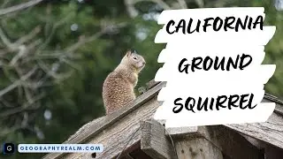 California ground squirrel alarm call in Northern California