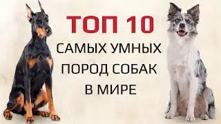 The Top 10 Smartest Dog Breeds in the World