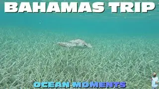 Exploring The Bahamas *Ocean Only* | GoPro Hero 11