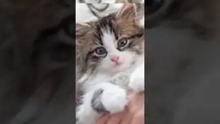 Funny animals videos 💕🥰❤️ 
