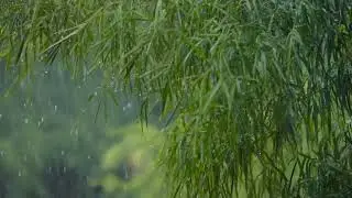 Rain Sounds For Sleeping Instantly Fall Asleep With Rain Nature Videos Copyright Free Download