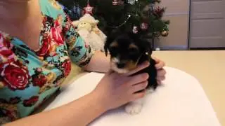 How to glue puppy ears. Dog care. Biewer. Video of the Show Courage kennel, Samara