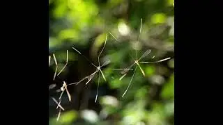 A group of Crane Flies resting on a spider web (Thrypticomyia genus). read description to know more.