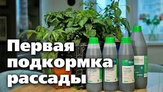 Чем и когда нужно подкормить рассаду первый раз