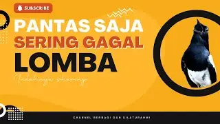 Kacer Gagal Saat Dilombakan?? Ini yang salah!!