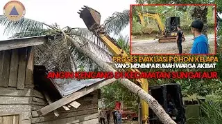 Sungai Aur || Pengangkatan Pohon Kelapa Yang Menimpa Rumah Warga || Akibat Hujan Badai
