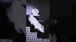 White Hamster in Super Mario Bros last World