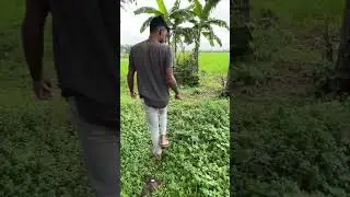 Survival:Watch this Insects #shorts #fishing #tiktoksurvival skills,survive winter,survival skills