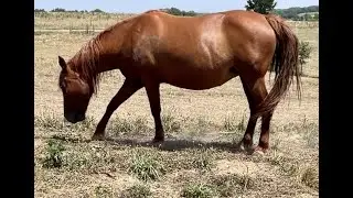 Mustang Digs and Eats Roots