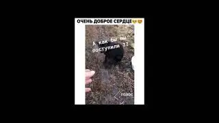Добрый человек подобрал брошенного щенка! #Shorts