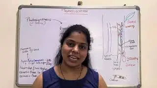 Translocation | Phloem Sieve tube | Sieve Plate | Callose | Significance of Callose deposition