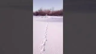 Круглое озеро зимой. Следы.