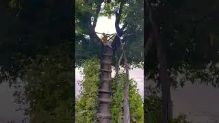 Дерево #🦊