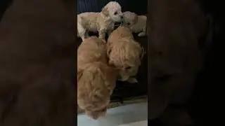 UPDATE: Poodles 1 Month #shorts #short