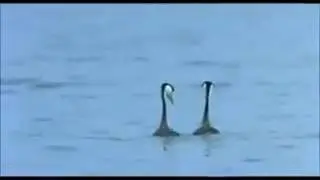 умные гуси
