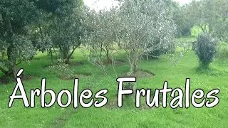 Árboles Frutales