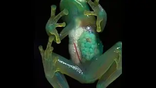 OS ANIMAIS TRANSPARENTES E COLORIDOS