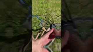 Городской велосипед Shulz Roadkiller Lady Disk | Заниженная рама, планетарка и дисковые тормоза