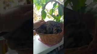 Кузя Bengal Cat Dakota Gold  #bengalcats #cats #бенгалы