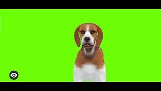 dog GREEN SCREEN ALL POSE || no copyright......100% copyright free