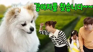 강아지를 없어졌어요~~ 서은이의 보름이를 찾아라 어디갔을까요?