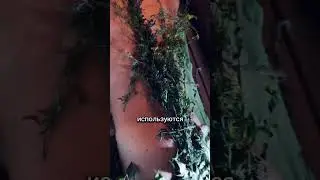 Зачем петь в бане ✅