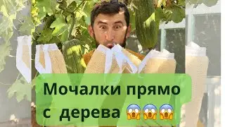 Washcloths straight from the tree? 😱 How is this possible? +996777554606 (WhatsApp)