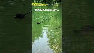 Do poles spook carp? 🤔 Doesn’t look like it! 🤣 🎣 #fishing #anglingtimes #carpfishing