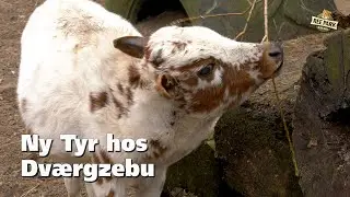 Ny tyr hos Dværgzebuerne