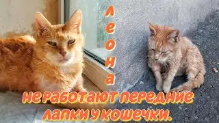 Львиная кошка Леона