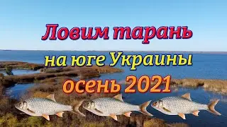Ловим тарань и козликов на КУТУ октябрь 2021