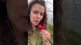 🍓КЛУБНИКА НАЧАЛАСЬ 🍓