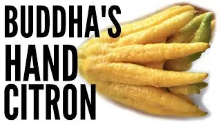 BUDDHAS HAND Taste Test & CANDIED CITRON Recipe | Fruity Fruits