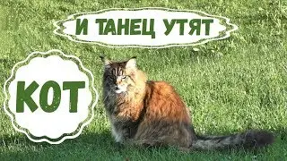 Willy Cat and Ducklings Dance