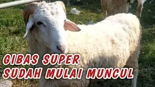Hari Raya Qurban 1 Bulan Lagi, Update Harga Di Pasar Wedus Kapas Bojonegoro