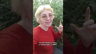 важная подкормка томатов 